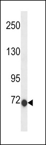 CLIC6 Antibody - CLIC6 Antibody western blot of 293 cell line lysates (35 ug/lane). The CLIC6 antibody detected the CLIC6 protein (arrow).