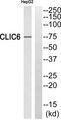 CLIC6 Antibody - Western blot analysis of extracts from HepG2 cells, using CLIC6 antibody.