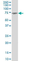 CLINT1 Antibody - ENTH monoclonal antibody (M03), clone 1E6. Western blot of ENTH expression in Raw 264.7.