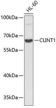 CLINT1 Antibody - Western blot analysis of extracts of HL-60 cells using CLINT1 Polyclonal Antibody.