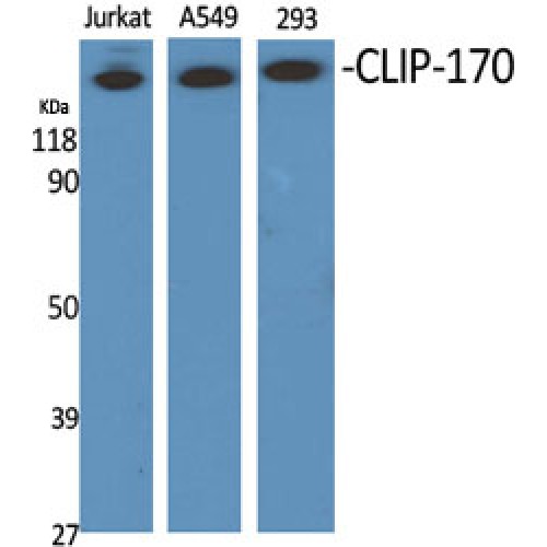 CLIP1 / CLIP-170 Antibody - Western blot of CLIP-170 antibody