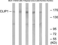 CLIP1 / CLIP-170 Antibody - Western blot analysis of lysates from HUVEC, COLO, MCF-7, HepG2, and RAW264.7 cells, using CLIP1 Antibody. The lane on the right is blocked with the synthesized peptide.