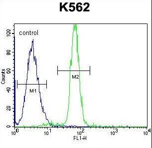 CLIP3 Antibody - CLIP3 Antibody flow cytometry of K562 cells (right histogram) compared to a negative control cell (left histogram). FITC-conjugated goat-anti-rabbit secondary antibodies were used for the analysis.