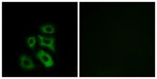 CLIP3 Antibody - Peptide - + Immunofluorescence analysis of A549 cells, using CLIP3 antibody.