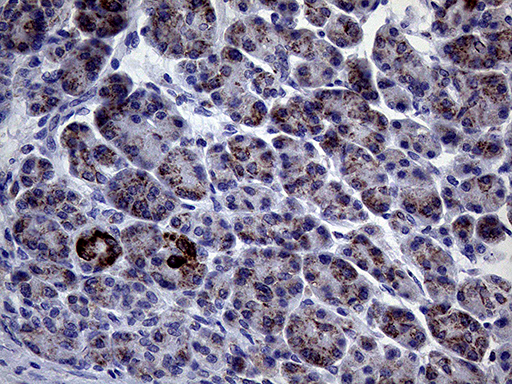 CLIP4 / RSNL2 Antibody - Immunohistochemical staining of paraffin-embedded Human pancreas tissue within the normal limits using anti-CLIP4 mouse monoclonal antibody. (Heat-induced epitope retrieval by 1mM EDTA in 10mM Tris buffer. (pH8.5) at 120°C for 3 min. (1:500)