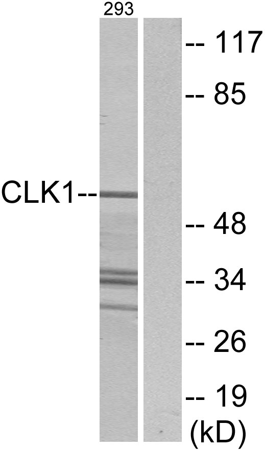 CLK1 / CLK Antibody - Western blot analysis of lysates from 293 cells, using CLK1 Antibody. The lane on the right is blocked with the synthesized peptide.