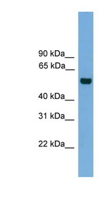 CLK1 / CLK Antibody - CLK1 antibody Western blot of 293T cell lysate. This image was taken for the unconjugated form of this product. Other forms have not been tested.