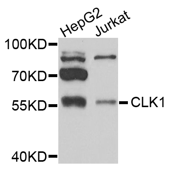 CLK1 / CLK Antibody - Western blot analysis of extracts of various cells.