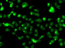 CLK1 / CLK Antibody - Immunofluorescence analysis of HeLa cells.