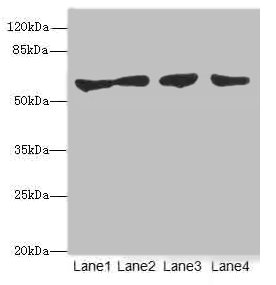CLK1 / CLK Antibody - Western blot All Lanes: CLK1antibody at 3.07ug/ml Lane 1 : HepG-2 whole cell lysate Lane 2 : Jurkat whole cell lysate Lane 3 : U251 whole cell lysate Lane 4 : A549 whole cell lysate Secondary Goat polyclonal to Rabbit IgG at 1/10000 dilution Predicted band size: 58,17,62 kDa Observed band size: 57 kDa