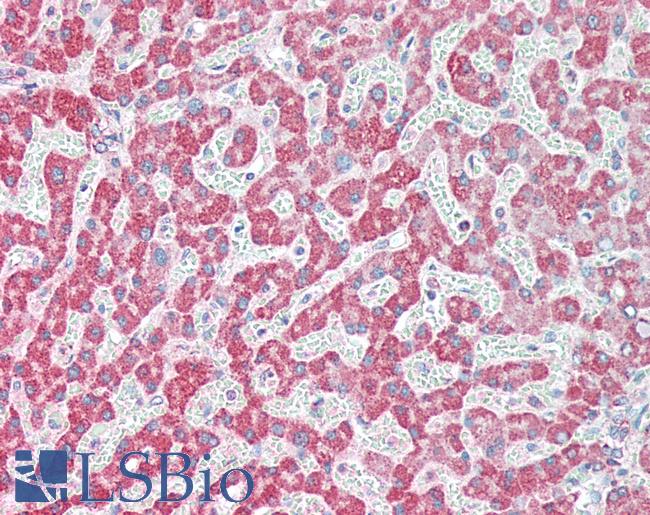 CLK1 / CLK Antibody - Human Liver: Formalin-Fixed, Paraffin-Embedded (FFPE) at a concentration of 10 µg/ml.