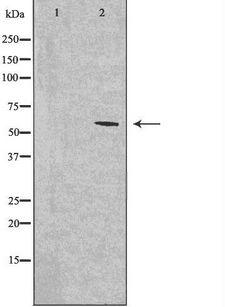 CLK1 / CLK Antibody - Western blot analysis of extracts of 293 cells using CLK1 antibody.