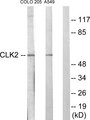 CLK2 Antibody - Western blot analysis of lysates from COLO205 and A549 cells, using CLK2 Antibody. The lane on the right is blocked with the synthesized peptide.