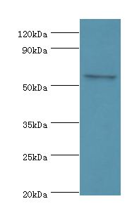 CLK2 Antibody - Western blot. All lanes: CLK2 antibody at 5 ug/ml+HeLa whole cell lysate. Secondary antibody: Goat polyclonal to rabbit at 1:10000 dilution. Predicted band size: 60 kDa. Observed band size: 60 kDa.