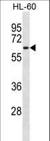 CLK2 Antibody - CLK2 Antibody western blot of HL-60 cell line lysates (35 ug/lane). The CLK2 antibody detected the CLK2 protein (arrow).