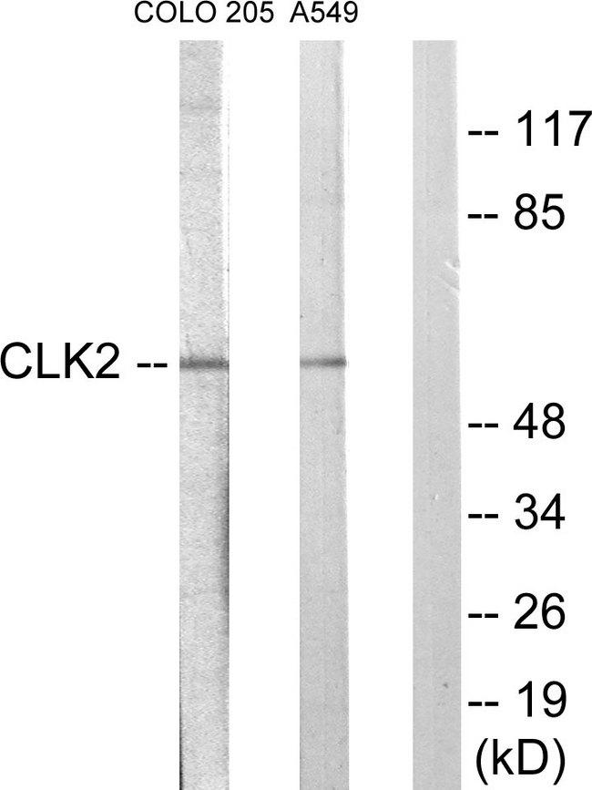 CLK2 Antibody - Western blot analysis of extracts from COLO205 cells and A549 cells, using CLK2 antibody.
