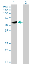 CLK3 Antibody - Western blot of CLK3 expression in transfected 293T cell line by CLK3 monoclonal antibody (M05), clone 1F10.