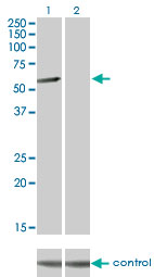 CLK3 Antibody - Western blot of CLK3 over-expressed 293 cell line, cotransfected with CLK3 Validated Chimera RNAi (Lane 2) or non-transfected control (Lane 1). Blot probed with CLK3 monoclonal antibody (M05) clone 1F10. GAPDH ( 36.1 kD ) used as specificity an.