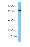 CLK3 Antibody - Western blot of CLK3 Antibody with human HeLa Whole Cell lysate.  This image was taken for the unconjugated form of this product. Other forms have not been tested.