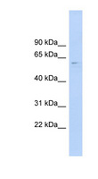 CLK4 Antibody - CLK4 antibody Western blot of Fetal Brain lysate. This image was taken for the unconjugated form of this product. Other forms have not been tested.