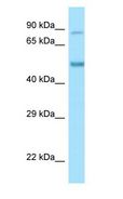 CLK4 Antibody - CLK4 antibody Western Blot of Mouse Pancreas.  This image was taken for the unconjugated form of this product. Other forms have not been tested.