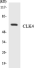 CLK4 Antibody - Western blot analysis of the lysates from HeLa cells using CLK4 antibody.