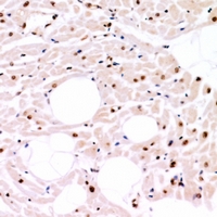 CLK4 Antibody - Immunohistochemical analysis of CLK4 staining in human heart formalin fixed paraffin embedded tissue section. The section was pre-treated using heat mediated antigen retrieval with sodium citrate buffer (pH 6.0). The section was then incubated with the antibody at room temperature and detected using an HRP conjugated compact polymer system. DAB was used as the chromogen. The section was then counterstained with haematoxylin and mounted with DPX.