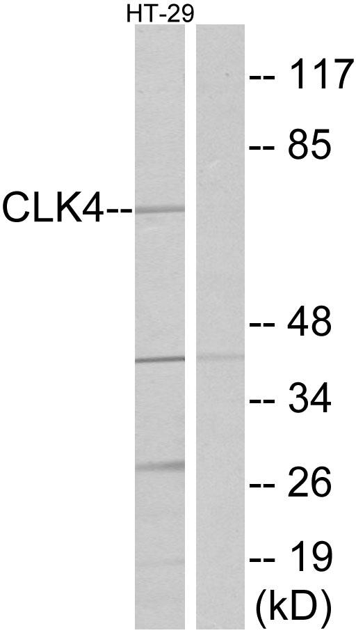 CLK4 Antibody - Western blot analysis of extracts from HT-29 cells, using CLK4 antibody.