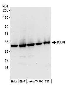 CLNS1A Antibody - Detection of human and mouse ICLN by western blot. Samples: Whole cell lysate (50 µg) from HeLa, HEK293T, Jurkat, mouse TCMK-1, and mouse NIH 3T3 cells prepared using NETN lysis buffer. Antibodies: Affinity purified rabbit anti-ICLN antibody used for WB at 0.1 µg/ml. Detection: Chemiluminescence with an exposure time of 30 seconds.