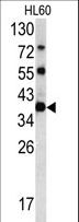 CLNS1A Antibody - Western blot of CLNS1A antibody in HL60 cell line lysates (35 ug/lane). CLNS1A (arrow) was detected using the purified antibody.
