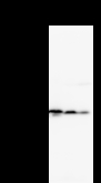 CLNS1A Antibody - Detection of CLNS1A by Western blot. Samples: Whole cell lysate from human HEK293 (H, 25 ug) , mouse NIH3T3 (M, 25 ug) and rat F2408 (R, 25 ug) cells. Predicted molecular weight: 26 kDa