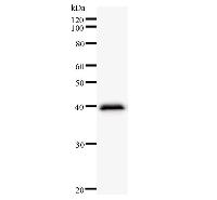 CLNS1A Antibody - Western blot analysis of immunized recombinant protein, using anti-CLNS1A monoclonal antibody.