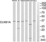 CLNS1A Antibody - Western blot analysis of extracts from HuvEc cells, K562 cells, HeLa cells, HepG2 cells, A549 cells and Jurkat cells, using CLNS1A antibody.
