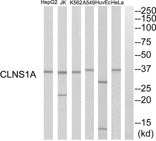 CLNS1A Antibody - Western blot analysis of extracts from HuvEc cells, K562 cells, HeLa cells, HepG2 cells, A549 cells and Jurkat cells, using CLNS1A antibody.