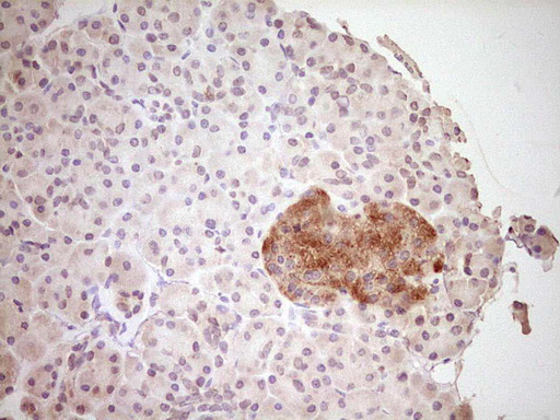 CLOCK Antibody - Immunohistochemical staining of paraffin-embedded Human pancreas tissue within the normal limits using anti-CLOCK mouse monoclonal antibody. (Heat-induced epitope retrieval by 1 mM EDTA in 10mM Tris, pH8.5, 120C for 3min,