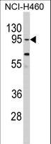 CLOCK Antibody - Western blot of CLOCK Antibody in NCI-H460 cell line lysates (35 ug/lane). CLOCK (arrow) was detected using the purified antibody.