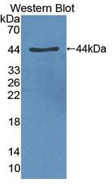 CLOCK Antibody - Western blot of CLOCK antibody.