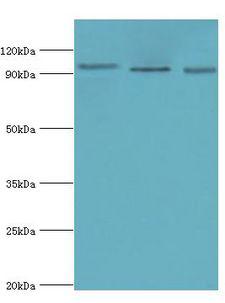 CLOCK Antibody - Western blot. All lanes: Circadian locomoter output cycles protein kaput antibody at 6 ug/ml. Lane 1: HeLa whole cell lysate. Lane 2: NIH3T3 whole cell lysate. Lane 3: 293T whole cell lysate. secondary Goat polyclonal to rabbit at 1:10000 dilution. Predicted band size: 95 kDa. Observed band size: 95 kDa.