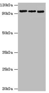 CLOCK Antibody - Western blot All lanes: Circadian locomoter output cycles protein kaput antibody at 6µg/ml Lane 1: Hela whole cell lysate Lane 2: NIH/3T3 whole cell lysate Lane 3: 293T whole cell lysate Secondary Goat polyclonal to rabbit IgG at 1/10000 dilution Predicted band size: 95 kDa Observed band size: 95 kDa