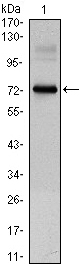 CLOCK Antibody - Western blot using CLOCK mouse monoclonal antibody against CLOCK(AA: 200-465)-hIgGFc transfected HEK293 cell lysate.