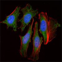 CLOCK Antibody - Immunofluorescence of HeLa cells using CLOCK mouse monoclonal antibody (green). Red: Actin filaments have been labeled with Alexa Fluor-555 phalloidin. Blue: DRAQ5 fluorescent DNA dye.