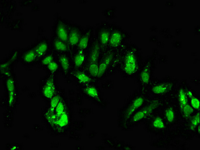 CLOCK Antibody - Immunofluorescent analysis of Hela cells diluted at 1:100 and Alexa Fluor 488-congugated AffiniPure Goat Anti-Rabbit IgG(H+L)