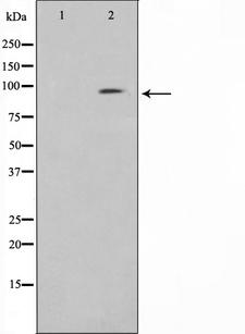 CLOCK Antibody - Western blot analysis on HuvEc cell lysates using Clock antibody. The lane on the left is treated with the antigen-specific peptide.