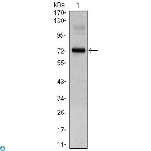 CLOCK Antibody - Immunofluorescence (IF) analysis of HeLa cells using Clock Monoclonal Antibody (green). Red: Actin filaments have been labeled with Alexa Fluor-555 phalloidin. Blue: DRAQ5 fluorescent DNA dye.