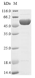 Botulinum Neurotoxin type B Protein - (Tris-Glycine gel) Discontinuous SDS-PAGE (reduced) with 5% enrichment gel and 15% separation gel.