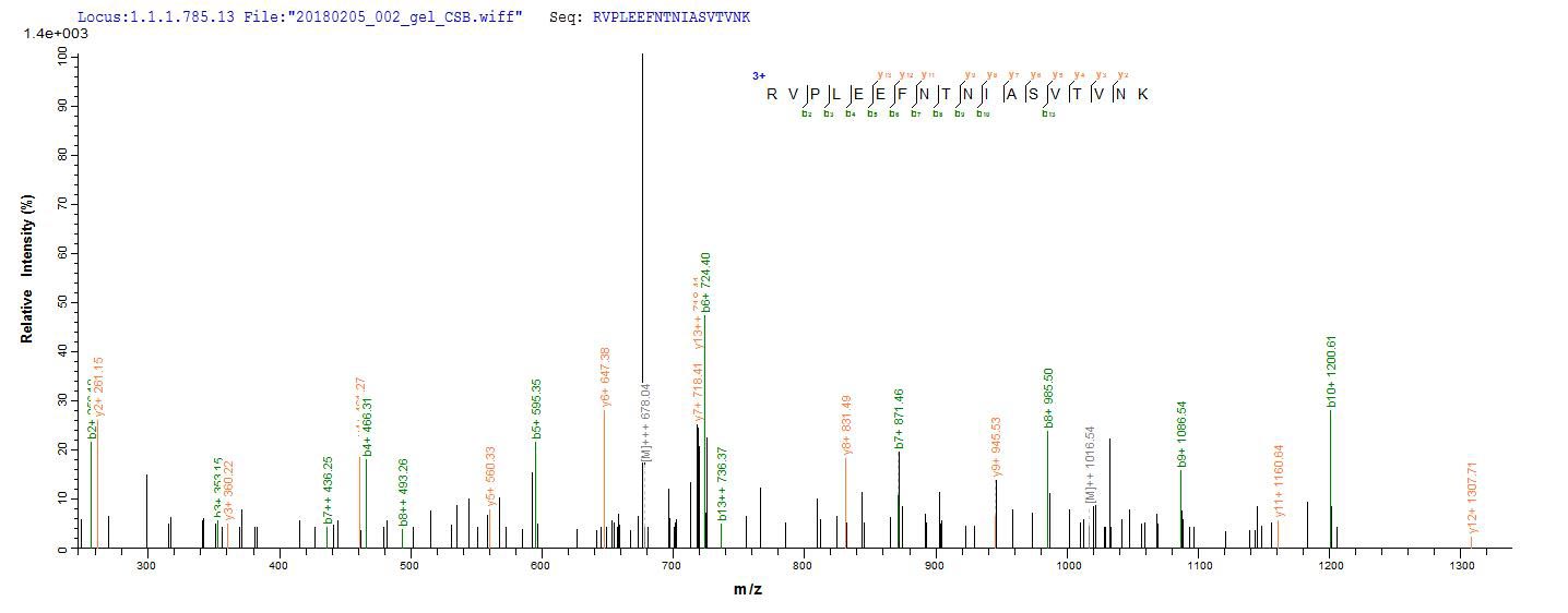 Botulinum Neurotoxin type B Protein - Based on the SEQUEST from database of E.coli host and target protein, the LC-MS/MS Analysis result of Recombinant Clostridium botulinum Botulinum neurotoxin type B (botB),partial could indicate that this peptide derived from E.coli-expressed Clostridium botulinum (strain Okra / Type B1) botB.
