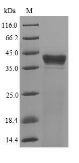 CLPP Protein - (Tris-Glycine gel) Discontinuous SDS-PAGE (reduced) with 5% enrichment gel and 15% separation gel.