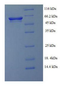 gluD Protein