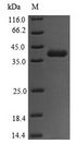 toxA / Exotoxin A Protein - (Tris-Glycine gel) Discontinuous SDS-PAGE (reduced) with 5% enrichment gel and 15% separation gel.