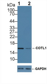 CLP / COTL1 Antibody - Knockout Varification: Lane 1: Wild-type Hela cell lysate; Lane 2: COTL1 knockout Hela cell lysate; Predicted MW: 16kd Observed MW: 16kd Primary Ab: 1µg/ml Rabbit Anti-Human COTL1 Antibody Second Ab: 0.2µg/mL HRP-Linked Caprine Anti-Rabbit IgG Polyclonal Antibody